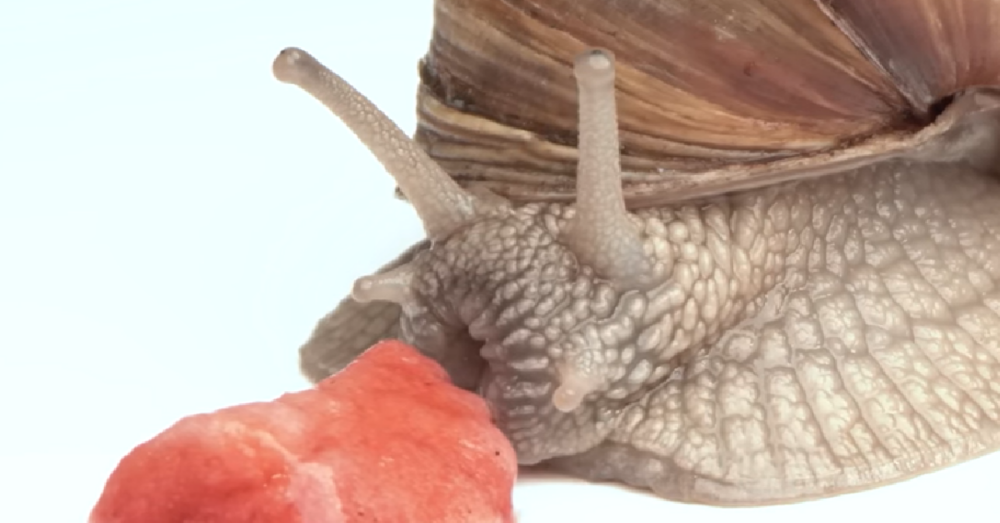 Photographer Films A Snail Eating A Strawberry In Extreme Macro The
