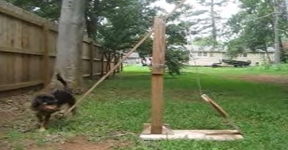 Clever Dog Operates Tennis Ball Catapult To Play Fetch By Herself The