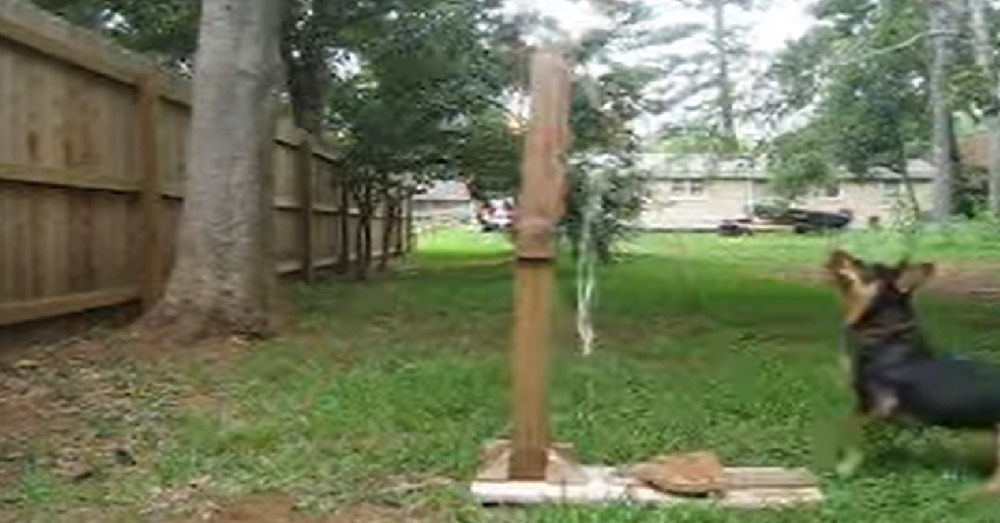 Clever Dog Operates Tennis Ball Catapult To Play Fetch By Herself The