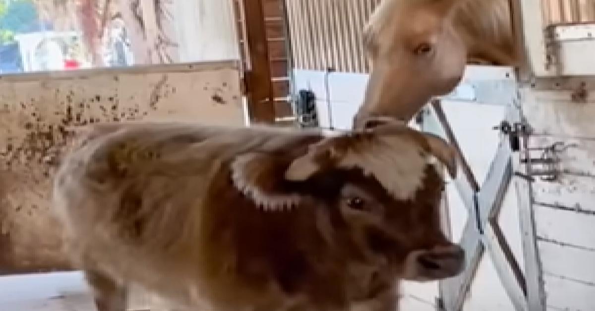 1200x628 template 4 2023 05 05T121635.447 - Friendly Rescue Cow Is Determined To Befriend Grumpy Horse