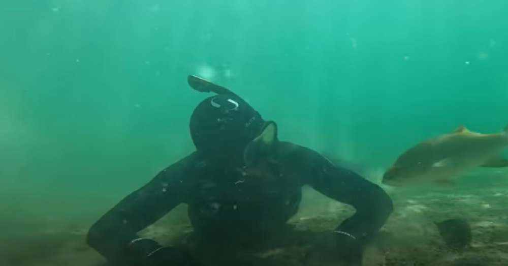 Wild Fish Befriends Diver And Visits Him Anytime He's Underwater The