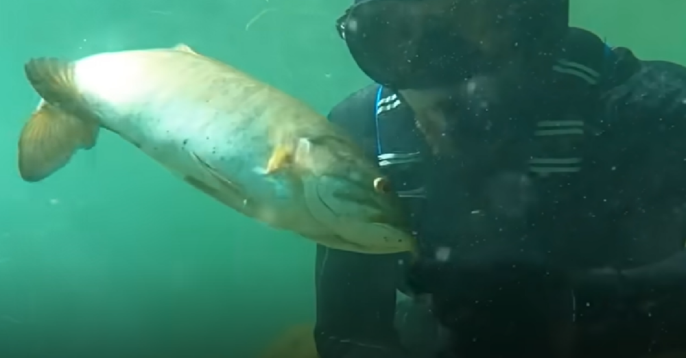 Wild Fish Befriends Diver And Visits Him Anytime He's Underwater The