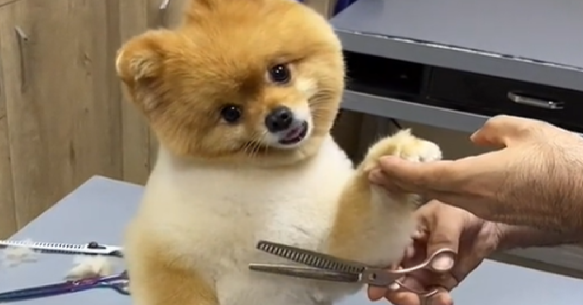 1200x628 template 4 2023 05 28T112443.698 - Pet Groomer Takes The Internet By Storm With Hilarious Pomeranian Haircut Videos