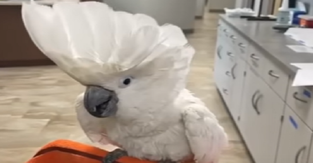 Sick Rescue Cockatoo Finds The Perfect Hom After His Foster Mom Passes
