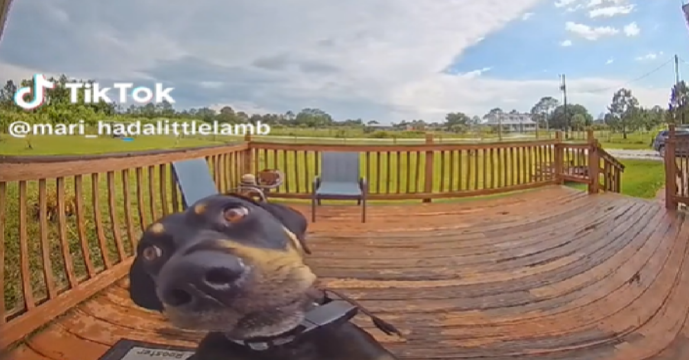Confused Dog Rings Doorbell Then Barks At "Someone" At The Door The