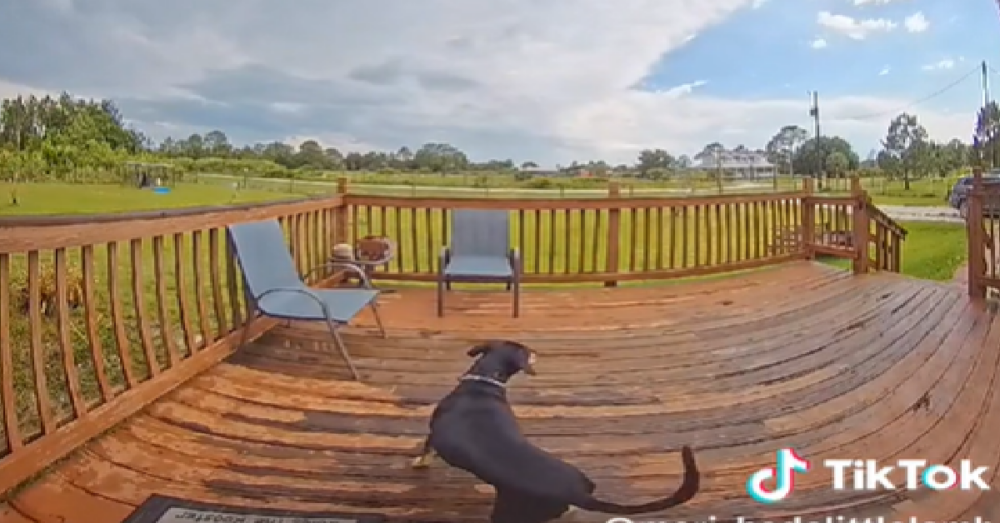 Confused Dog Rings Doorbell Then Barks At "Someone" At The Door The