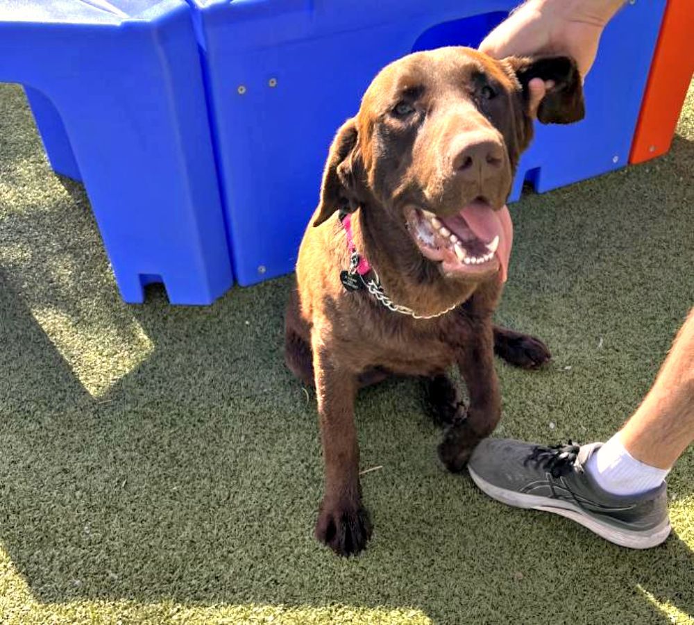 Durant 3.0 - Purebred Chocolate Lab Puppy Needs a Forever Home with Consistency