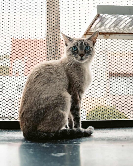 National Adopt a Cat Month Choose Adoption and Save Lives FamilyPet