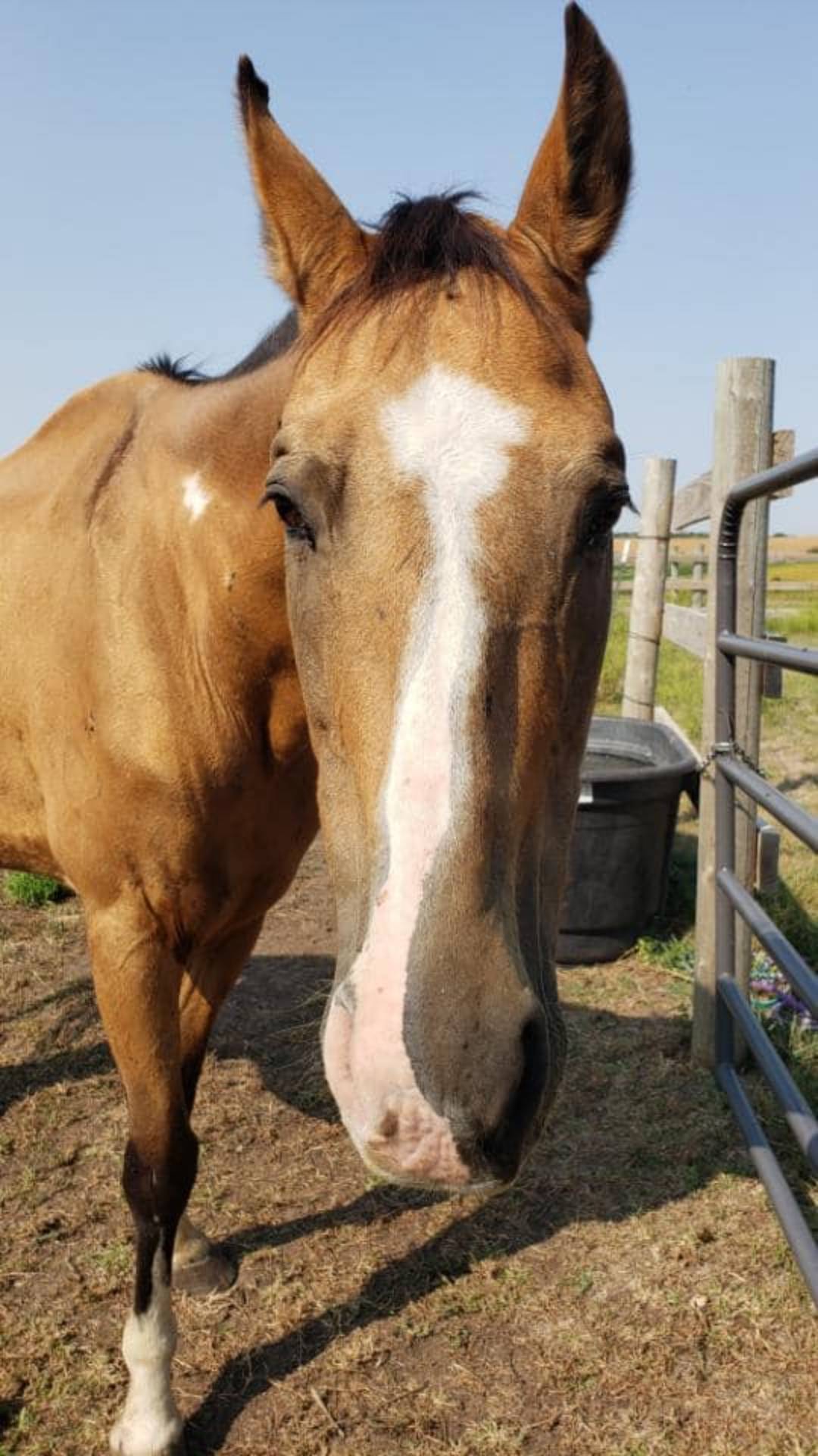 Military Woman Returns On Leave To Find Her Horse Emaciated and Riddled