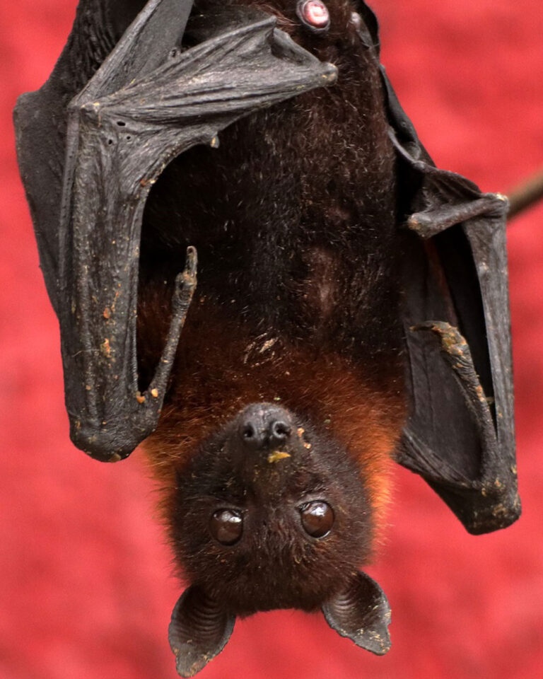 Threatened Bat Species Alarming Declines and the Battle for Survival