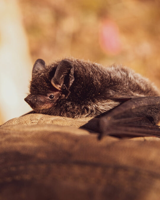 Threatened Bat Species Alarming Declines and the Battle for Survival