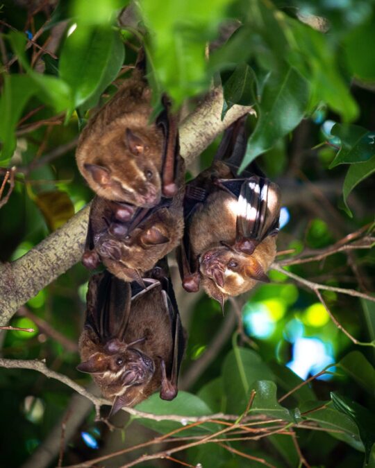 Threatened Bat Species Alarming Declines and the Battle for Survival