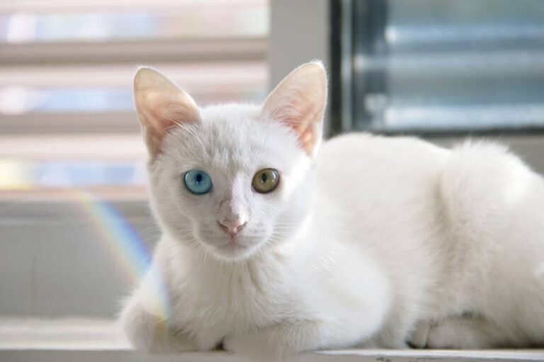 Deaf Shelter Cat Keeps Getting Overlooked, Except By One Person Who Can