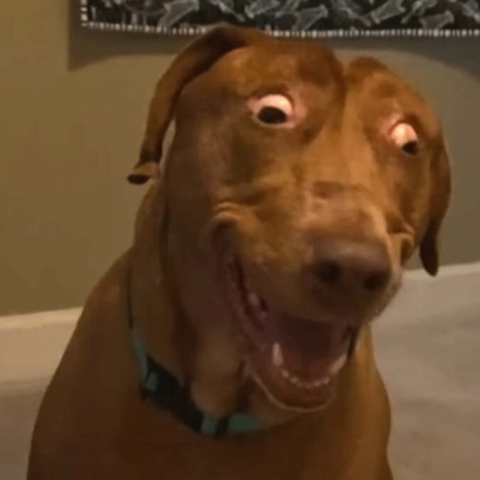 Meet The Dog with a Cartoonishly Cute Stretched Face and Hilarious