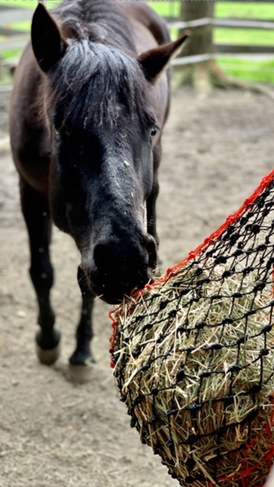 Rescue Horses Receive MuchNeeded Halters, Hay Nets, & Jolly Balls