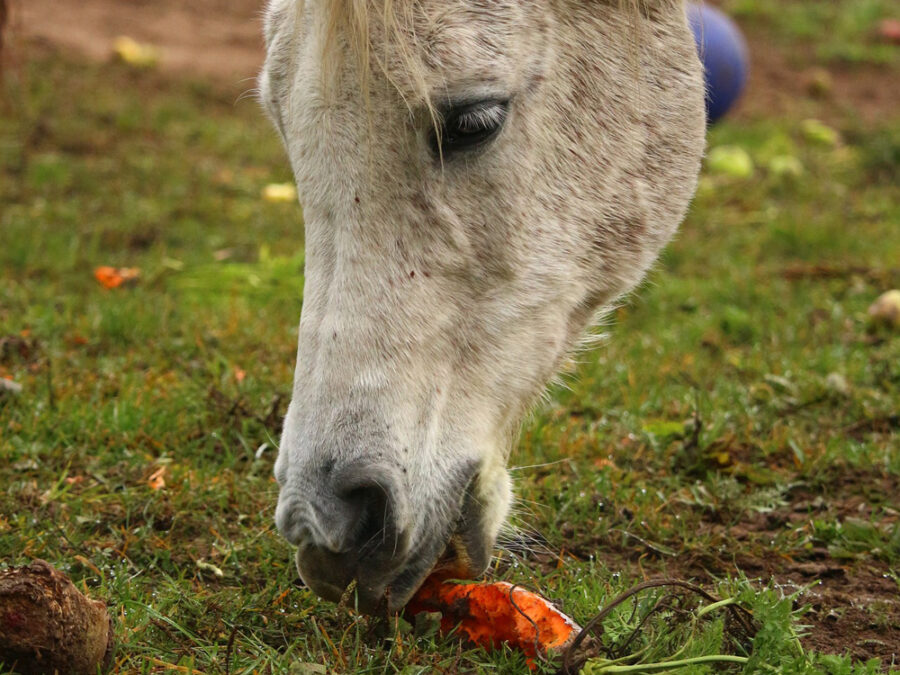 Watch This Good Doggo Run Out Of The House Just To Give Her Best Horse