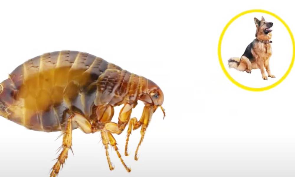 Here's Everything You Need to Know About These Dangerous Parasites Dog Fleas GoodNews by
