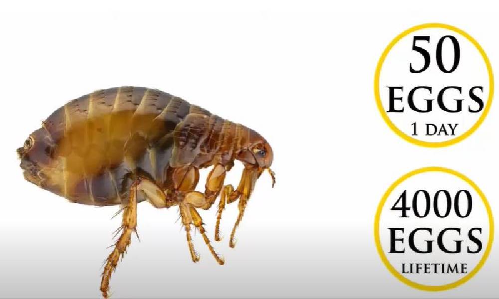 Here's Everything You Need to Know About These Dangerous Parasites Dog