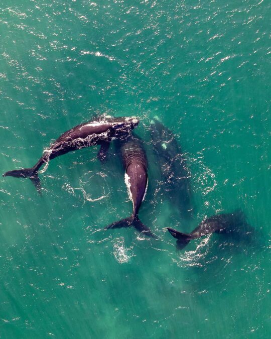 Playful Behavior or Deeper Motivations? Decoding Orcas' Interactions