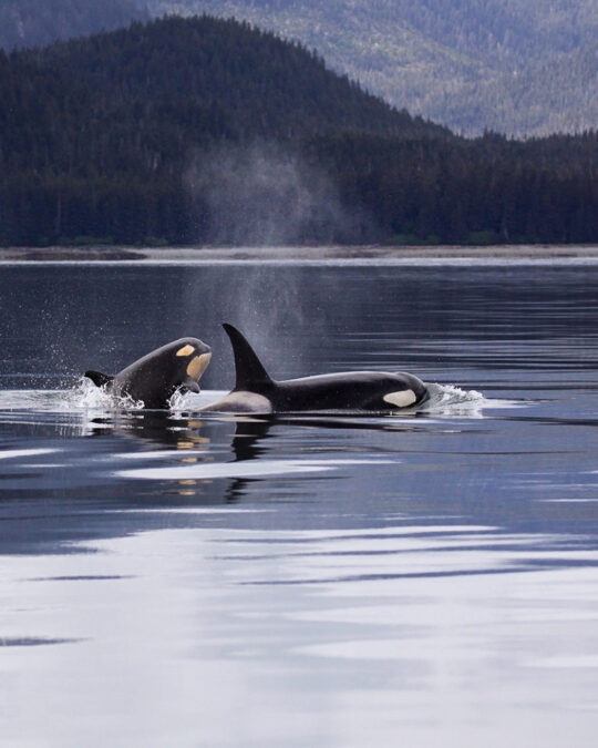 Playful Behavior or Deeper Motivations? Decoding Orcas' Interactions