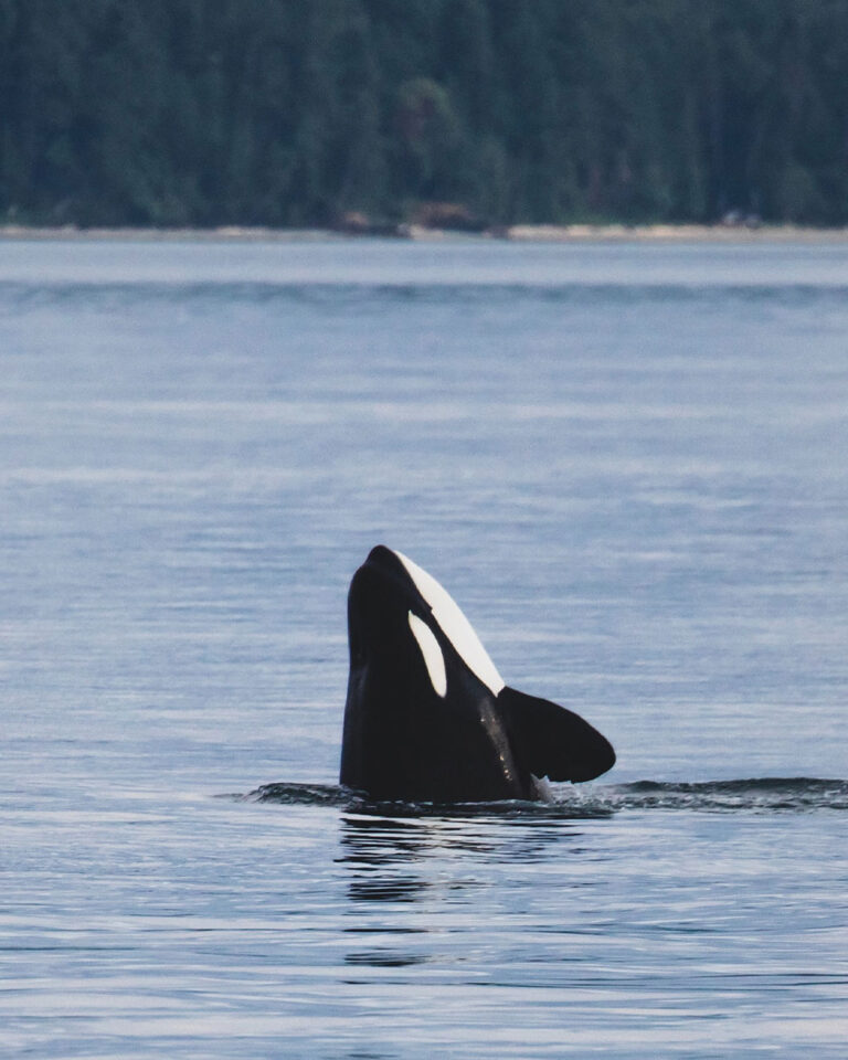 Playful Behavior or Deeper Motivations? Decoding Orcas' Interactions