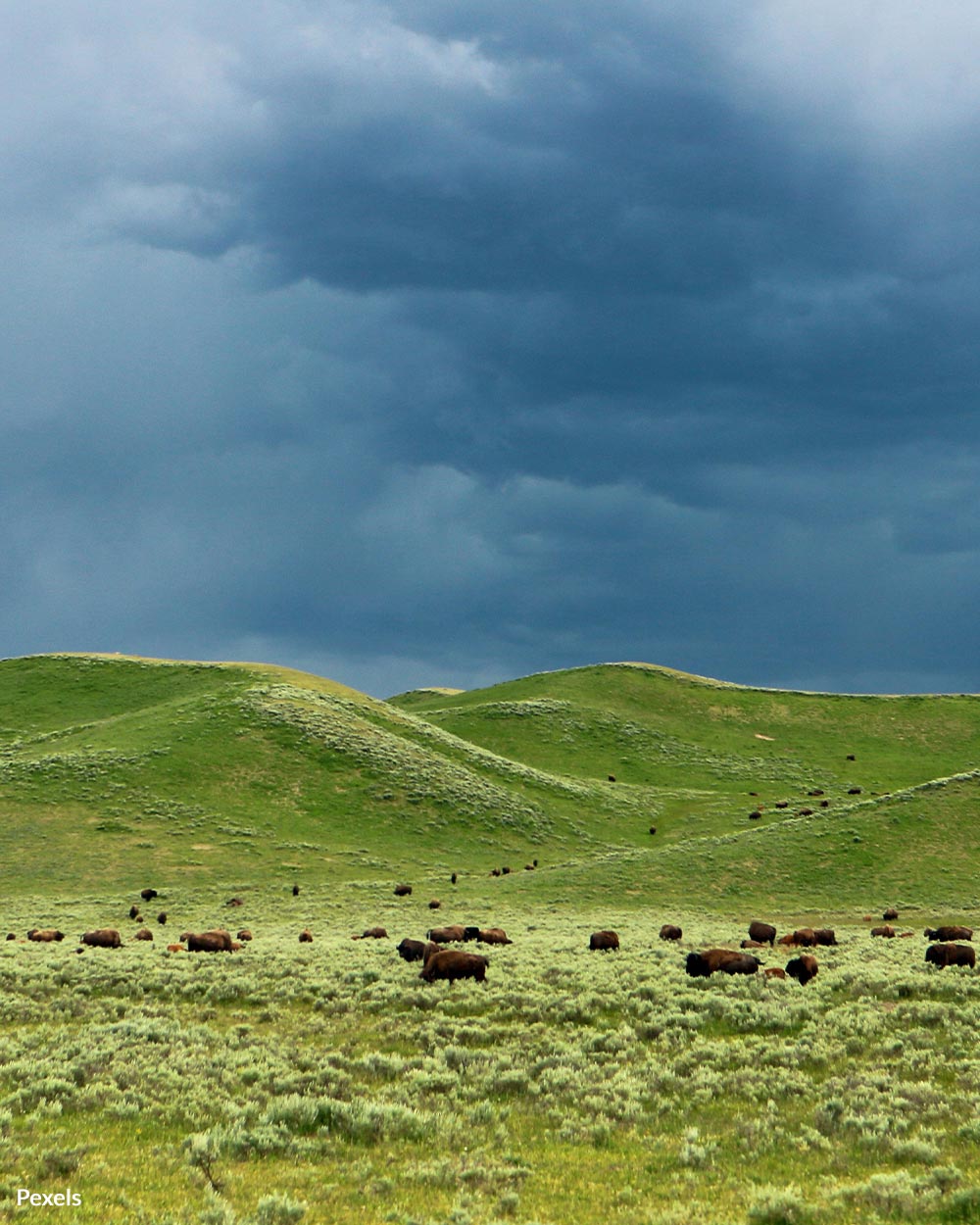 Harmful Consequences For Animals And Ecosystems When People Interfere
