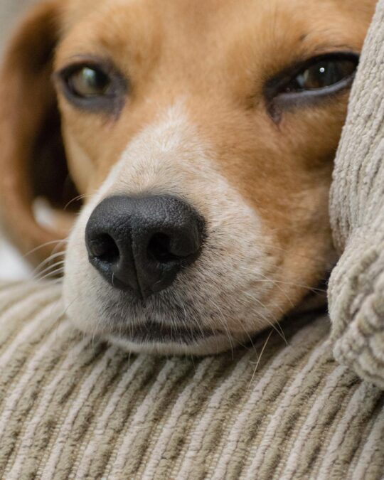 New Law Protects Pet Owners From Pet Rent and Breed Discrimination