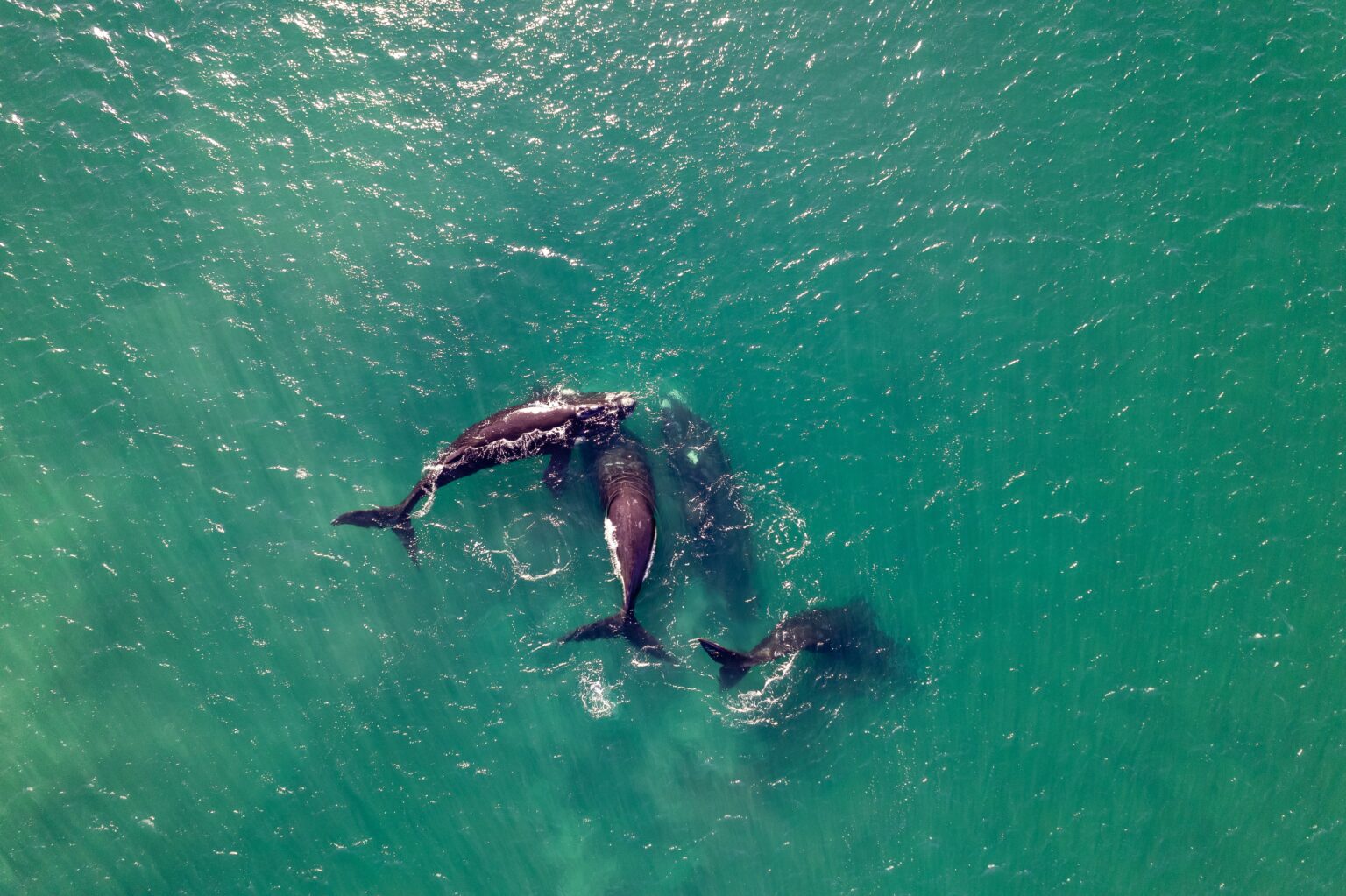 Experts Claim Orcas Are Sinking Boats For Fun And Not Out Of Anger