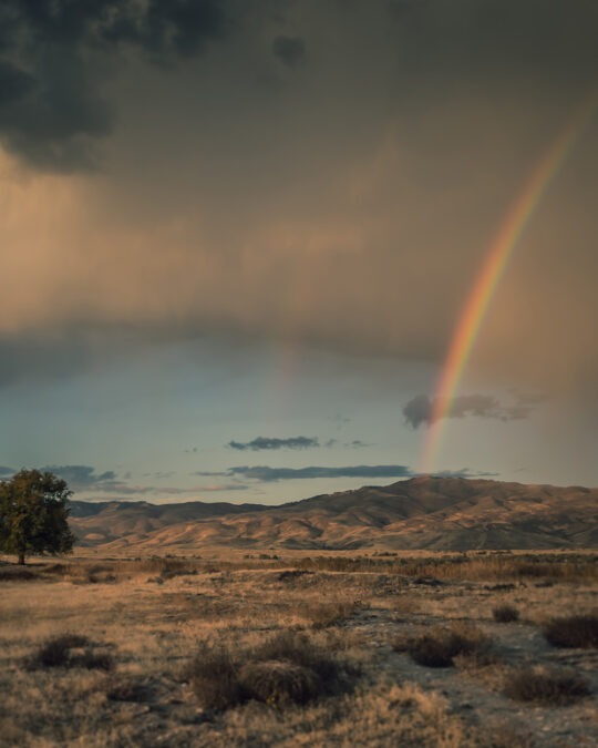 Grassland Prairies are a Crucial Habitat for Wildlife, and They're Rapidly Disappearing The
