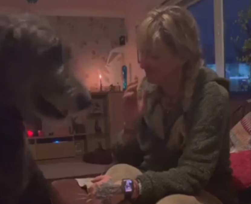 Massive Irish Wolfhound Wants To Be A Lapdog The Animal Rescue Site News