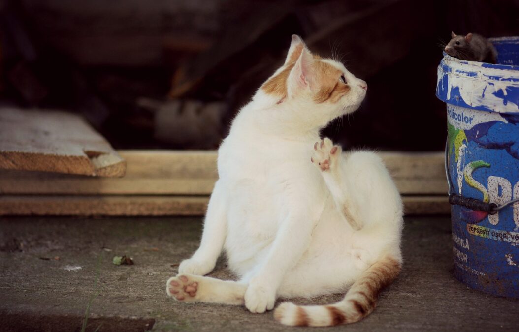 "Hard Hat Cats" Helps Feral Kitties Find Stable Working Positions in