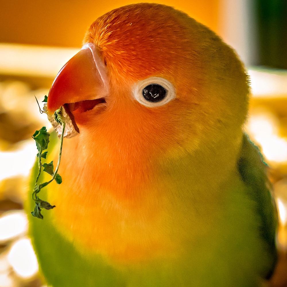 What to Do If Your Lovebirds Are Breaking Their Eggs GoodNews by