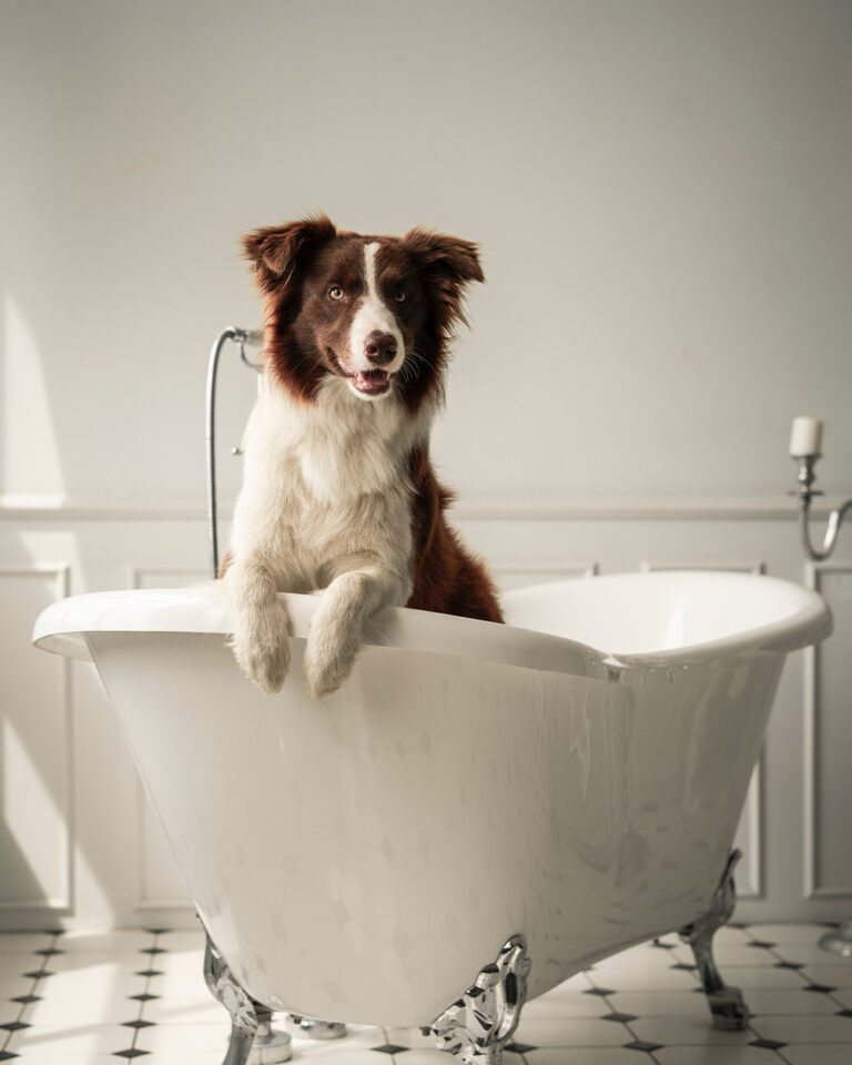 How Often Should You Bathe Your Dog? Experts Weigh In On Finding the