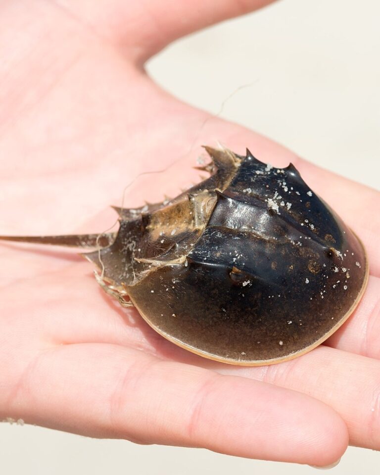 Horseshoe Crabs at Risk of Extinction From Medical Testing Demands The Rainforest Site News