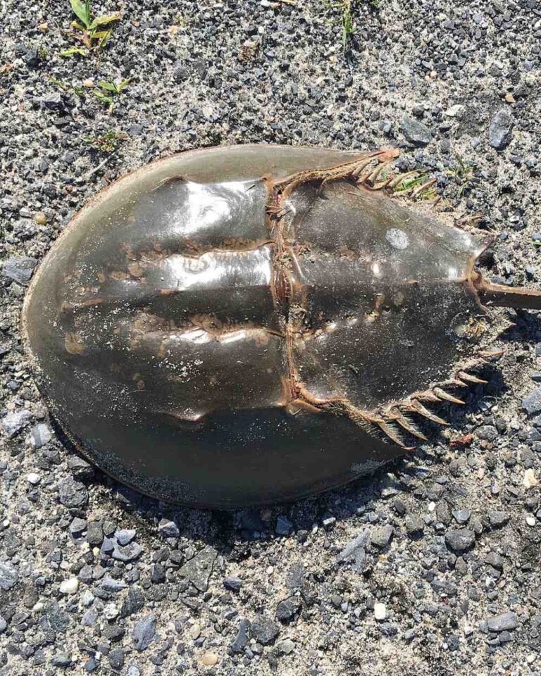 Horseshoe Crabs at Risk of Extinction From Medical Testing Demands The Rainforest Site News