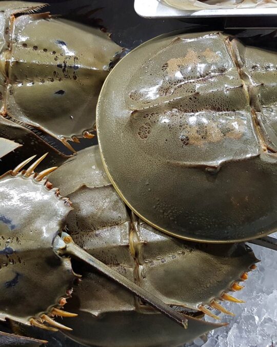 Horseshoe Crabs at Risk of Extinction From Medical Testing Demands The Rainforest Site News