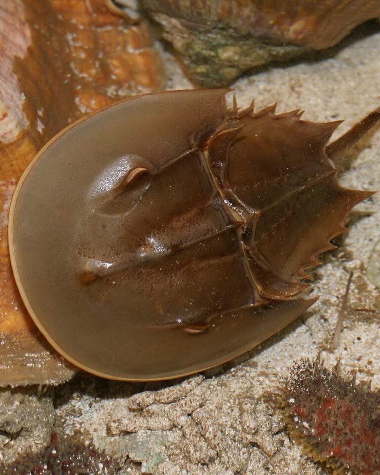 Horseshoe Crabs at Risk of Extinction From Medical Testing Demands The Rainforest Site News
