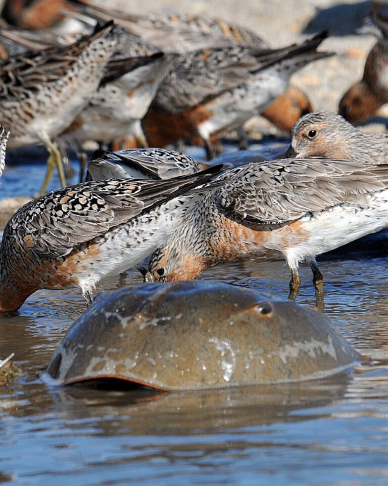 Horseshoe Crabs at Risk of Extinction From Medical Testing Demands The Rainforest Site News