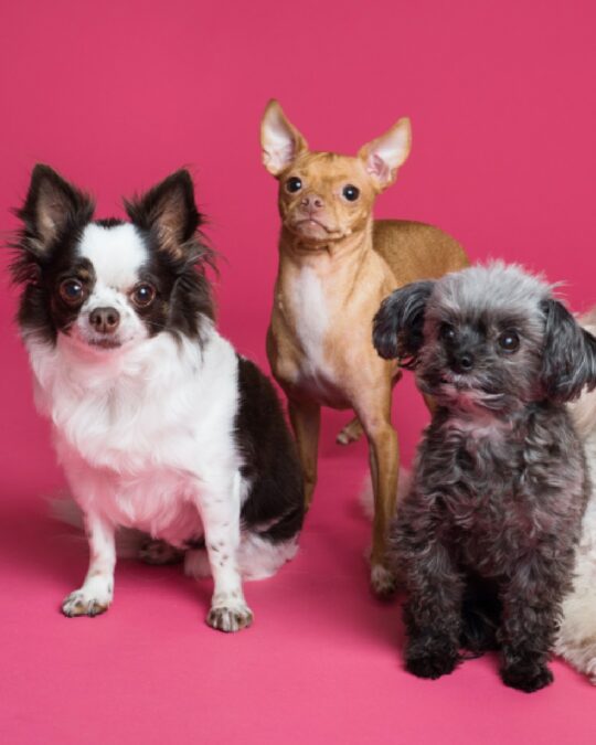 Inflation Is Hitting Pet Parents Hard, But They Are Not Alone The