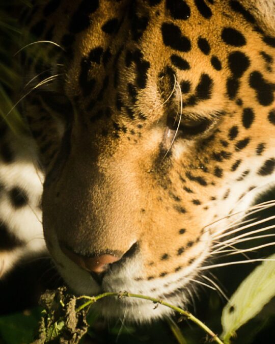 50,000 Acres Taken from Jaguar Habitat in Court Ruling The Animal