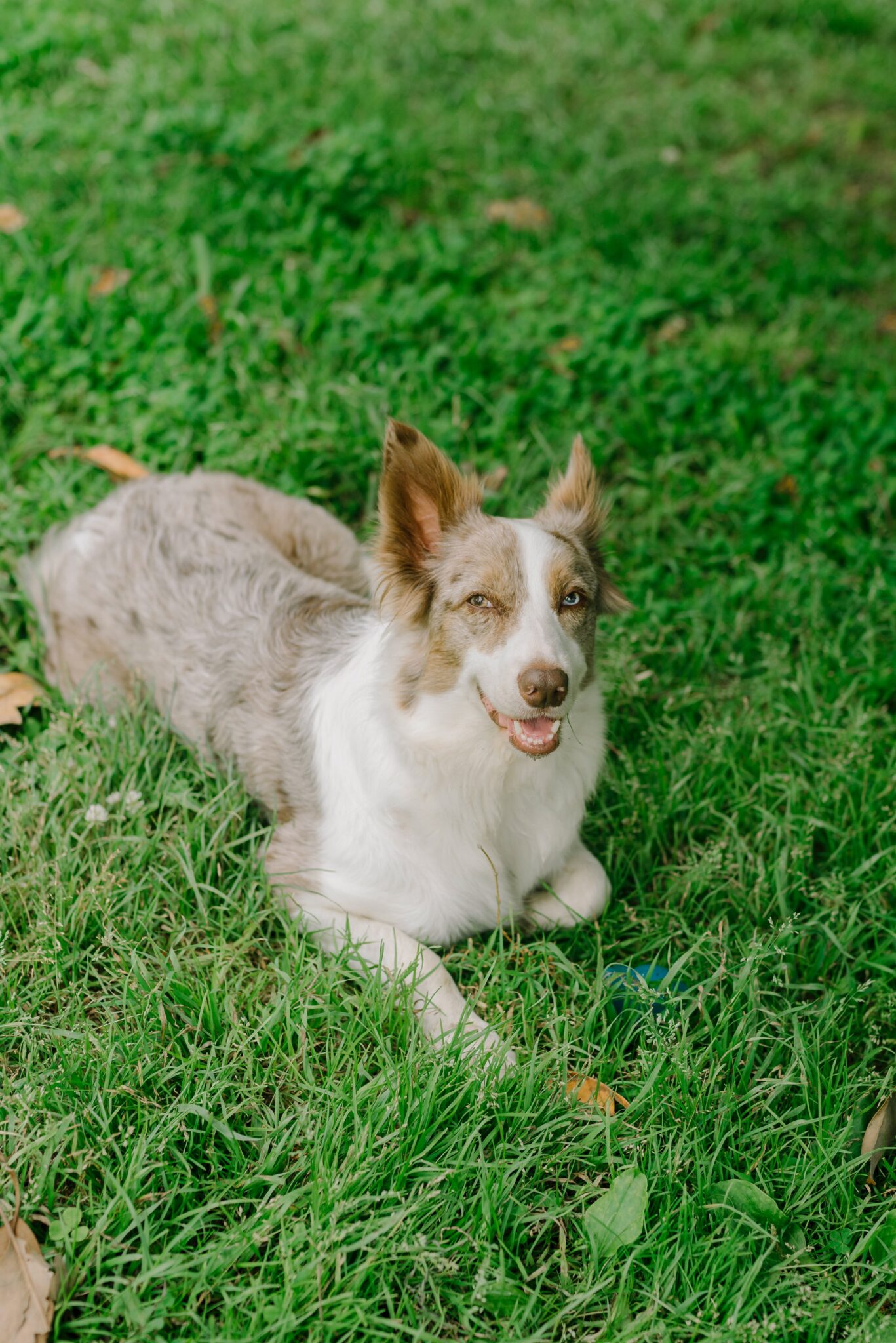 Why Do Dogs Eat Grass? The Animal Rescue Site News