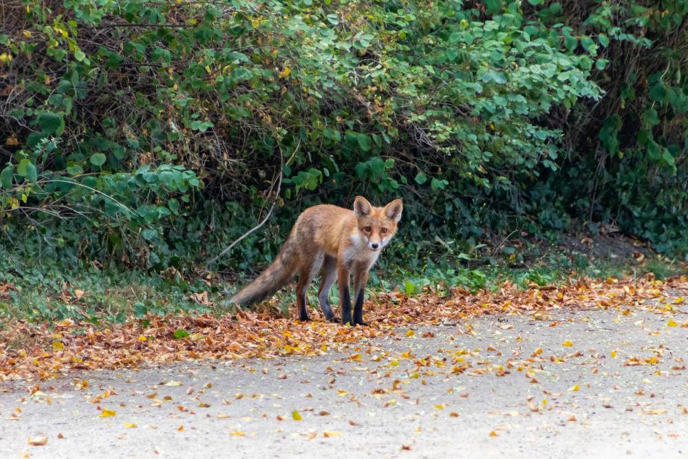 Urban foxes bolder but not smarter than rural ones, study suggests