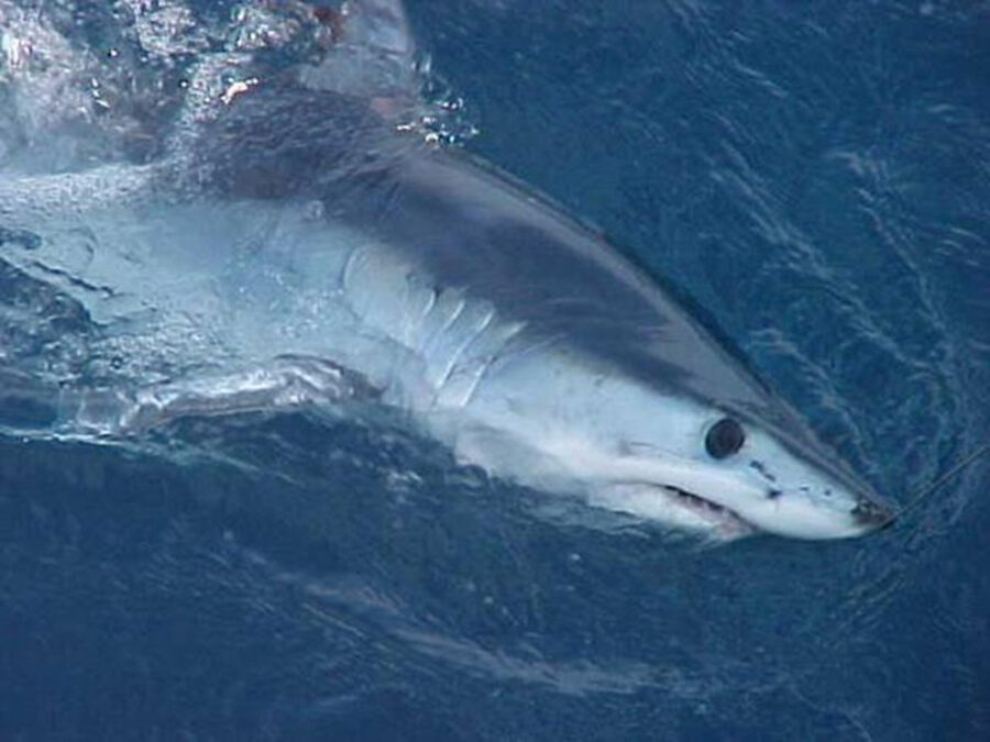 Beachgoers Heroes Rescuing a Stranded Mako Shark The Animal