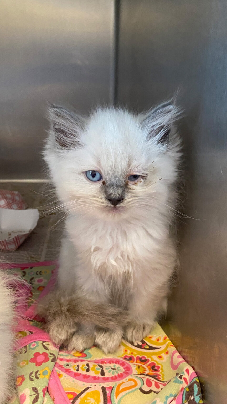 92 Neglected Cats & Kittens Finally Getting Care They Need After Being