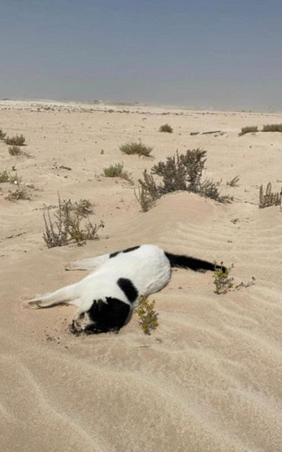Animal Rescuers Called In To Save Dozens of Cats Abandoned in Scorching