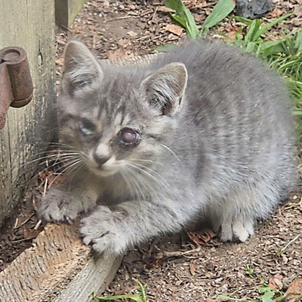 Sick Stray Kitten Struggling To Survive And See Needs Your Help The