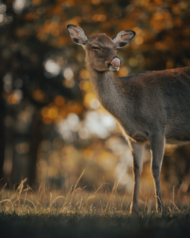 The Troubling Case of a "PET" Deer Dangers of Keeping Wild Animals as