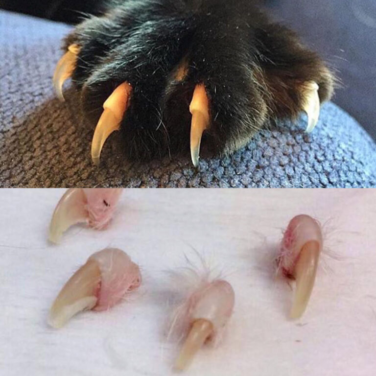 The Paw Project Is Helping Big and Small Cats Thrive After Declawing