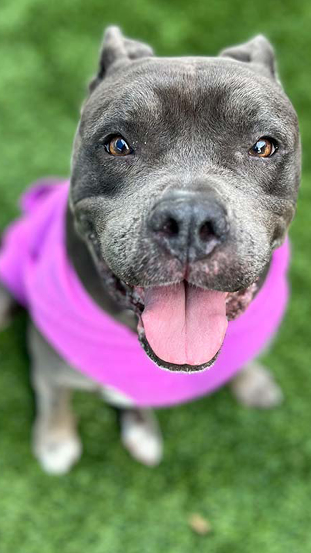 10 Senior Pit Bulls That Need A Home Now The Animal Rescue Site News