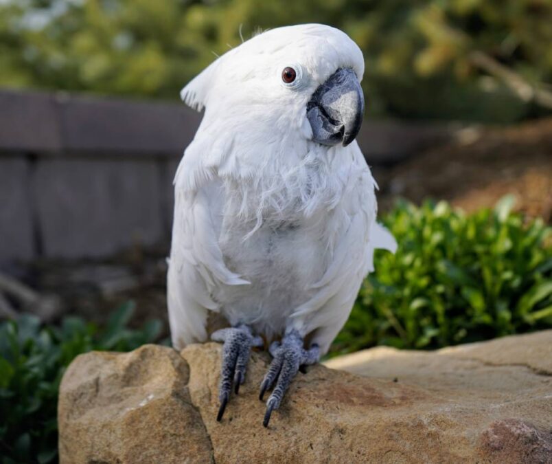 Shy Cockatoo Rescued From Puppy Mill Transforms, 'Star of the